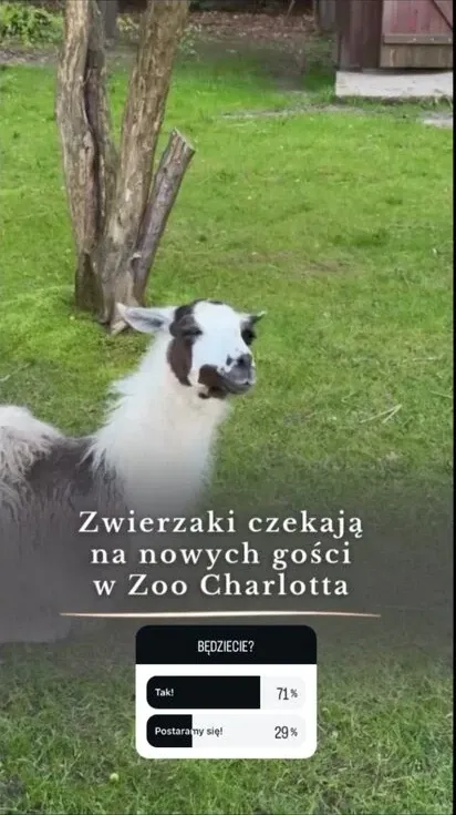 Relacja na Instagramie Doliny Charlotty — lama z Zoo Charlotta i ankieta „Będziecie?” z wynikiem 71% głosów na „Tak!”
